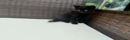 British Shorthair cats for sale: British Shorthair kittens  - Advert 5