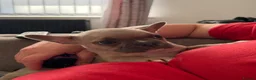 French Bulldog dogs for sale: champion french bulldog pups - Advert 14