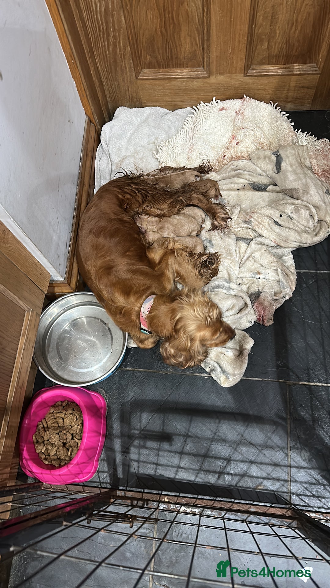 Cocker Spaniel dogs for sale: 7 beautiful show cocker spaniel  - Image 4