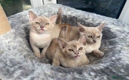 Burmese cats for sale: Exceptional Burmese Kittens  - Image 8