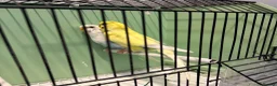 Budgerigars birds for sale: Breeding pair of budgies and one female budgie - Advert 2