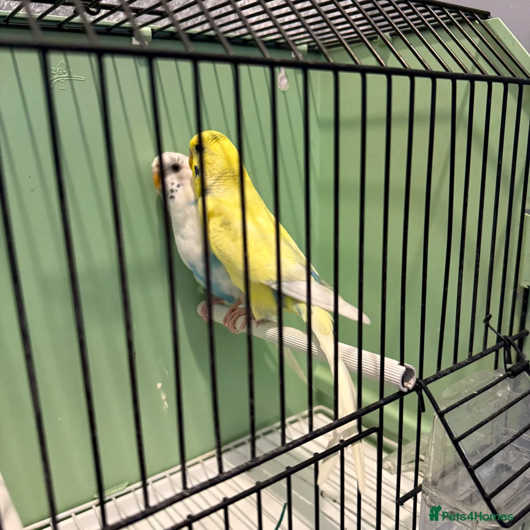 Budgerigars birds for sale: Breeding pair of budgies and one female budgie - Advert 2
