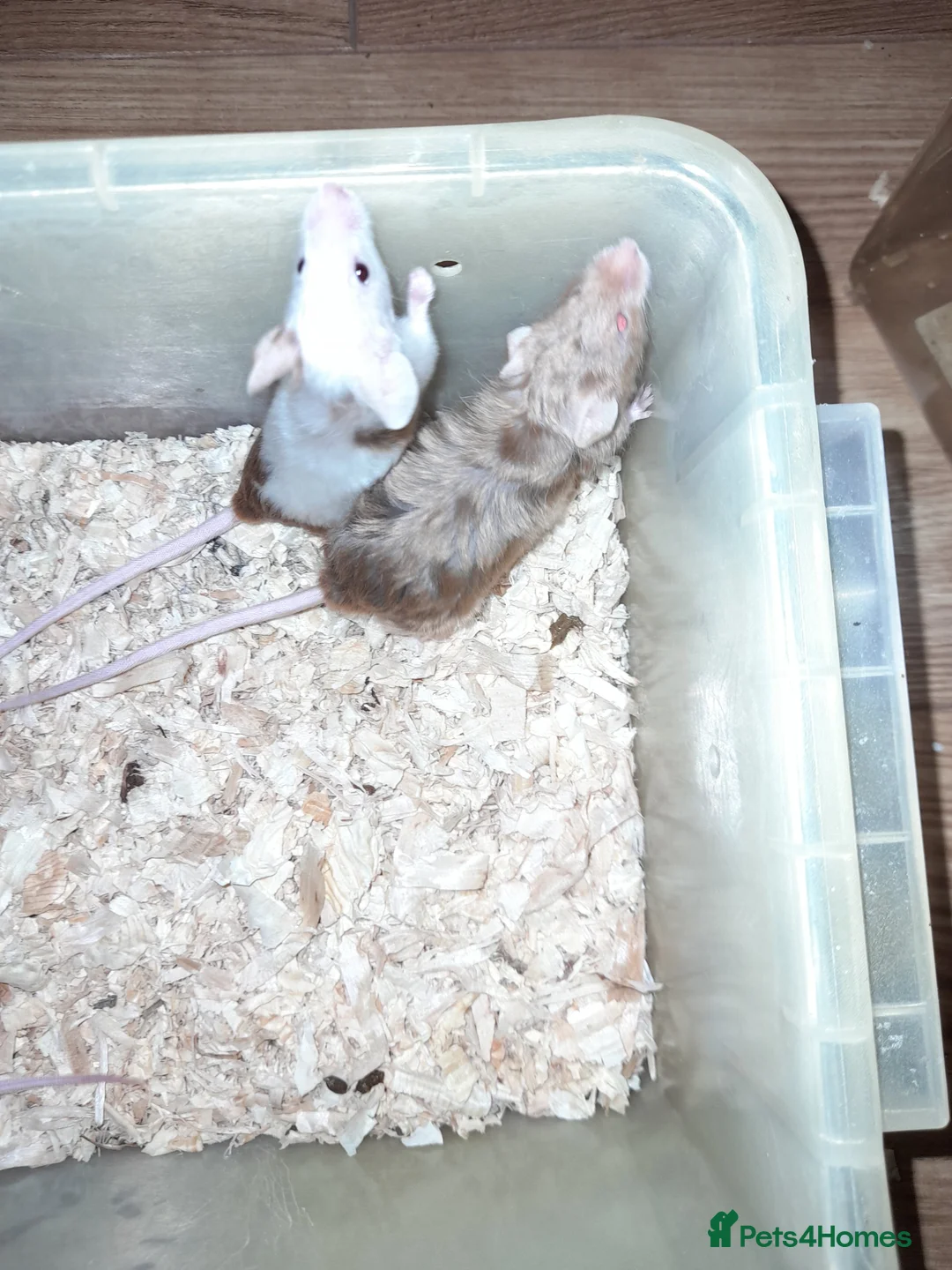 Mouse rodents for sale: Fancy mice - Advert 6