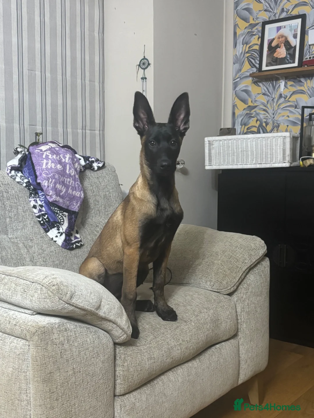 Belgian Shepherd Dog dogs for sale: Belgian Malinois  - Advert 1