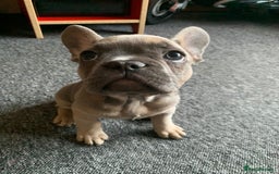 Pug dogs for stud: KC Reg Proven French Bulldog Lilac & Tan For Stud in Colchester - Image 24
