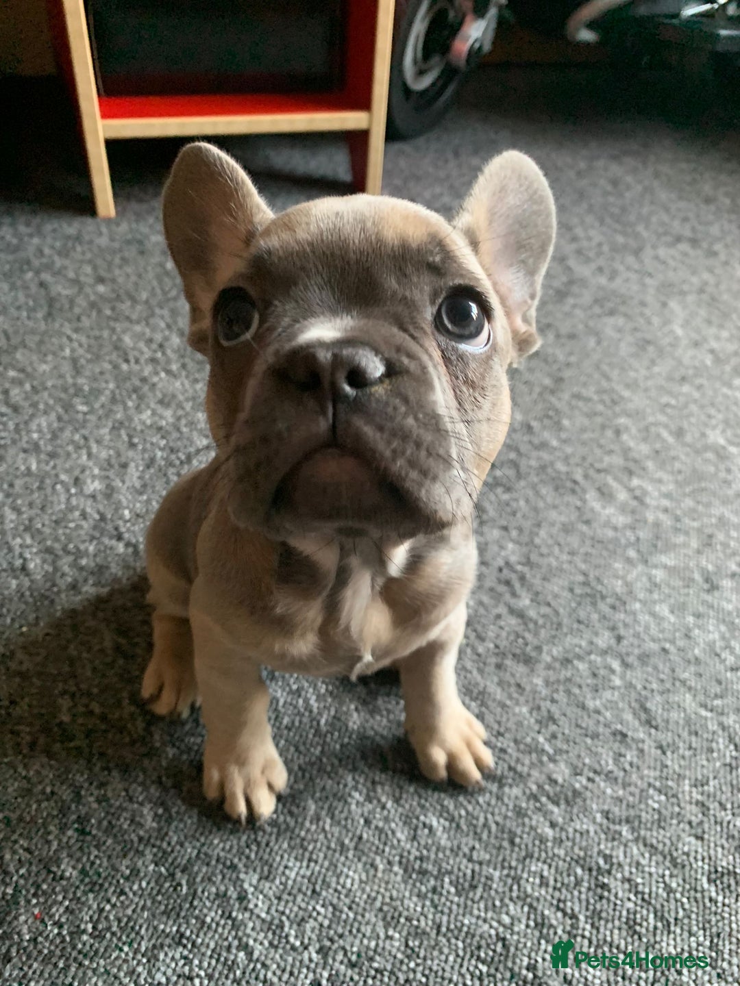 Pug dogs for stud: KC Reg Proven French Bulldog Lilac & Tan For Stud in Colchester - Image 24