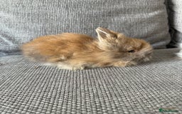 Lionhead rabbits for sale: Lion head  8weeks old  in Swadlincote - Image 4
