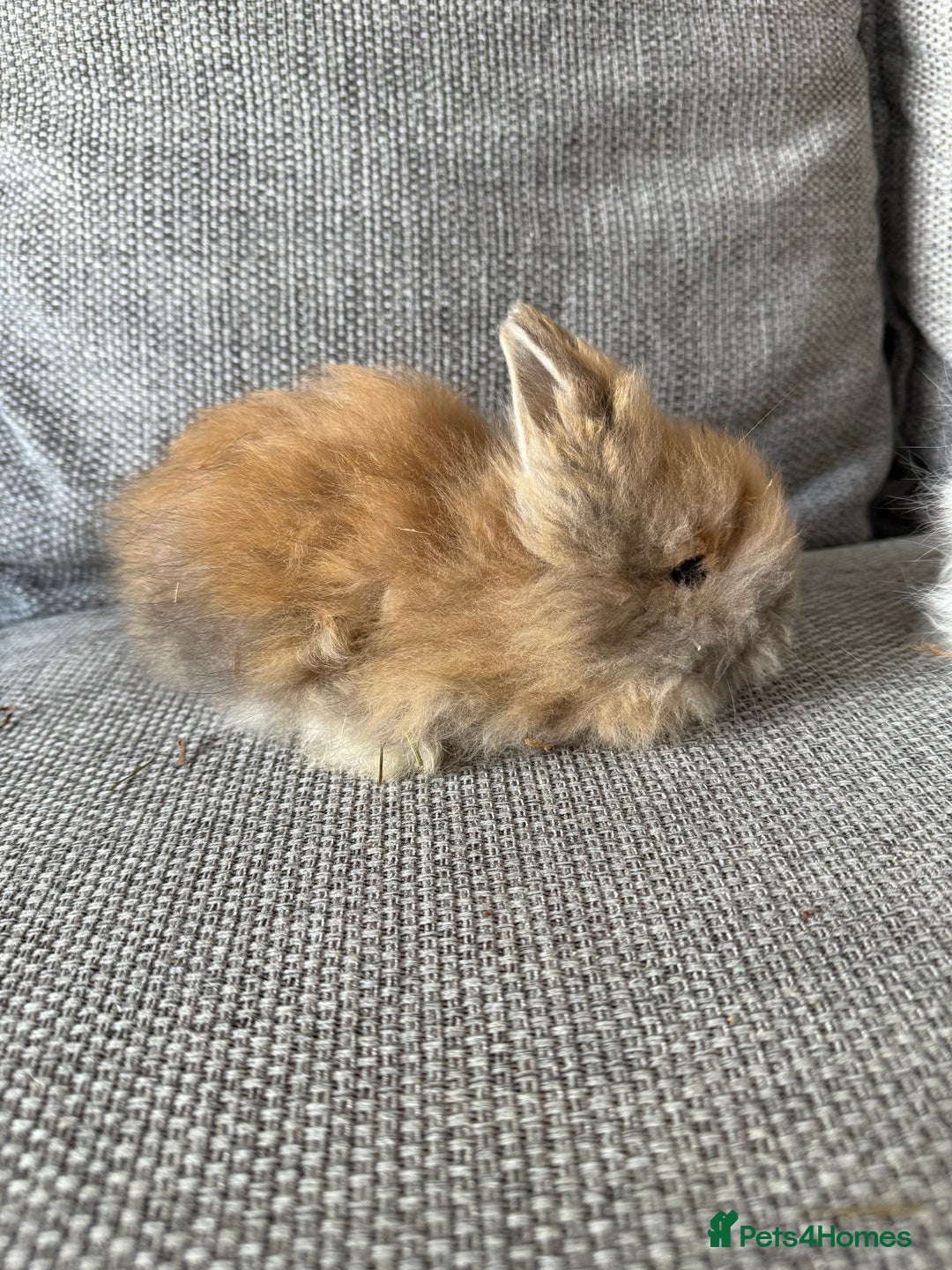 Lionhead rabbits for sale: Lion head  8weeks old  in Swadlincote - Image 4