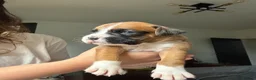 Boxer dogs for sale: 3 boy Boxer puppies for sale - Advert 10