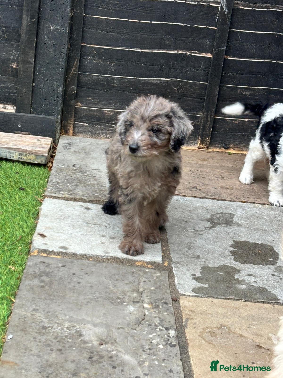 Labradoodle dogs Miniature labradoodle puppies ready 31st August  - Advert 2