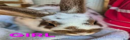 Mixed Breed rabbits for sale: Baby Bunnies for Sale........Baby Bunnies for Sale - Advert 5