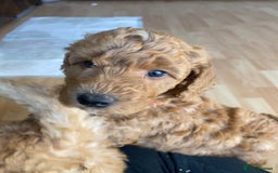 Labradoodle dogs for sale: Beautiful F3b Labradoodle Puppies - Image 34