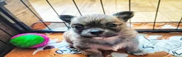 Chihuahua dogs for sale: Four adorable boys- ready soon in Canterbury - Advert 5