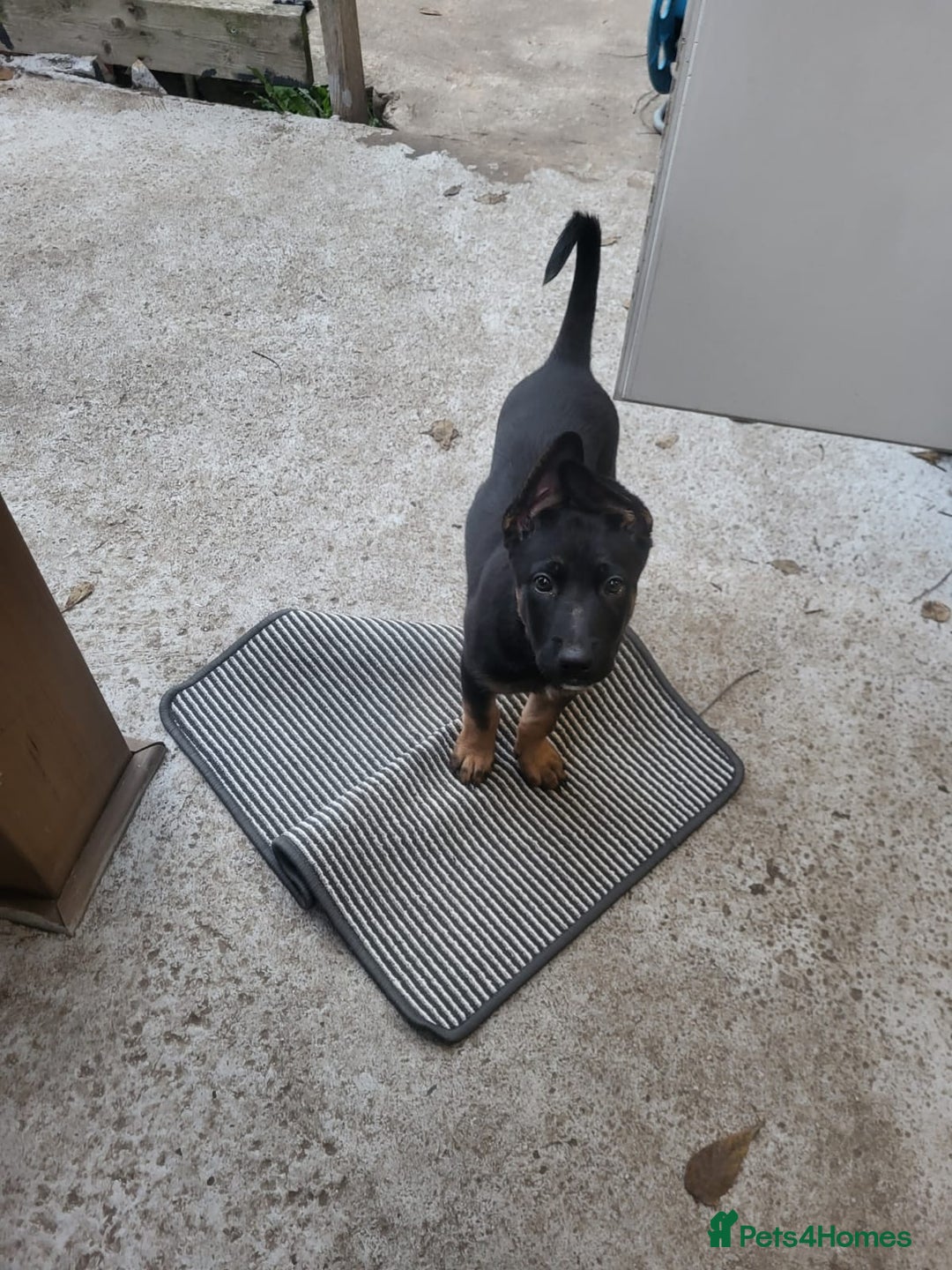 Belgian Shepherd Dog dogs for sale: 6 adorable Belgian malinois puppy's for sale  - Image 5