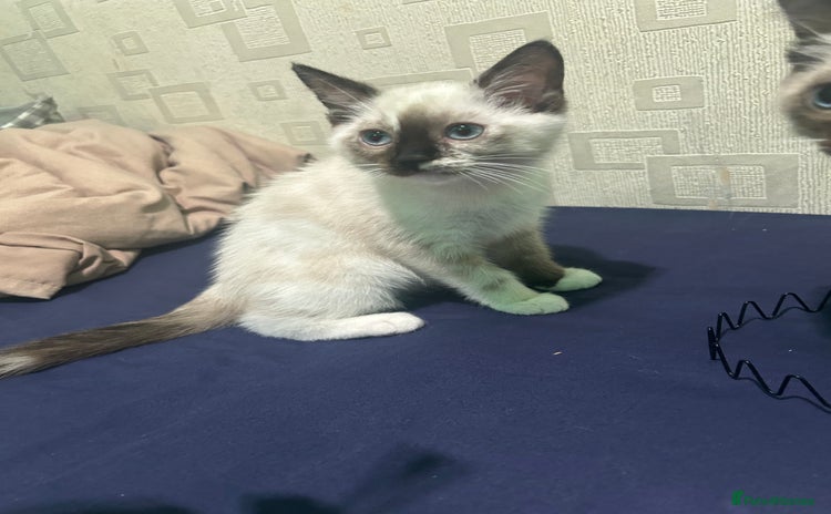 Ragdoll cats - Advert 8