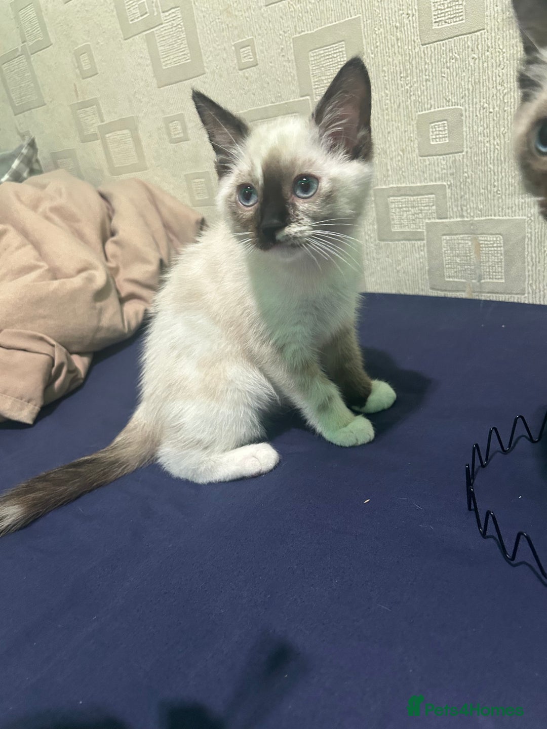 Ragdoll cats for sale: 2 ragdoll siblings for sale  - Image 1