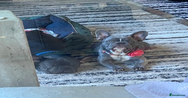 French Bulldog dogs French Bulldog Puppies – Beautiful and Home-Raised - Advert 2