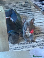 French Bulldog dogs French Bulldog Puppies – Beautiful and Home-Raised - Advert 1