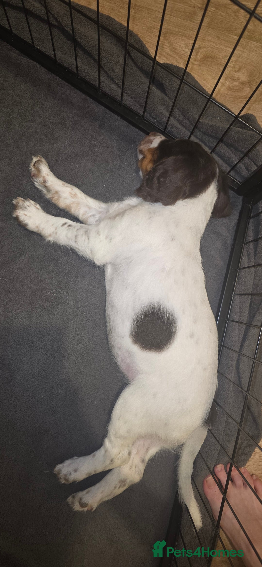 Sprocker dogs for sale: Home-Reared Sprocker Puppies  - Advert 22