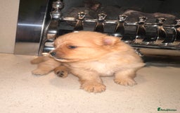 Pomeranian dogs for sale: Champion bloodline Pomeranian puppies  - Image 4