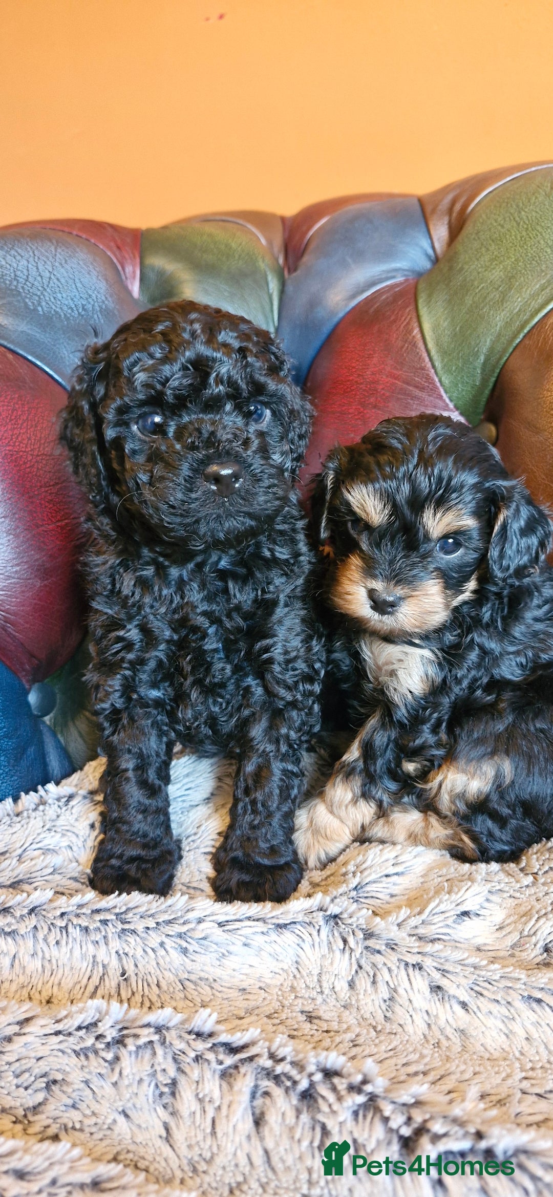 Cavapoo dogs for sale: Gorgeous f1b Cavapoo pups - Advert 4