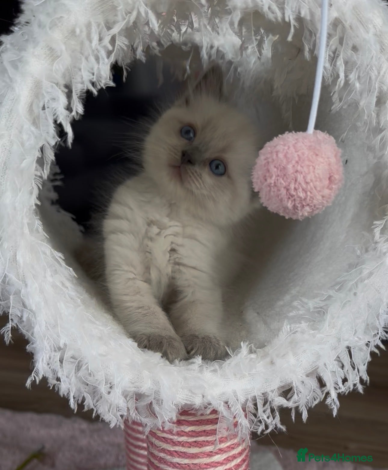 Ragdoll cats Stunning boys Ready now. Ready July and August  - Advert 1