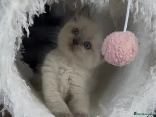 Ragdoll cats Stunning boys Ready now. Ready July and August - Advert 1