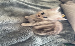 Persian cats for sale: Beautiful British shorthair silver tip mix breed - Image 6