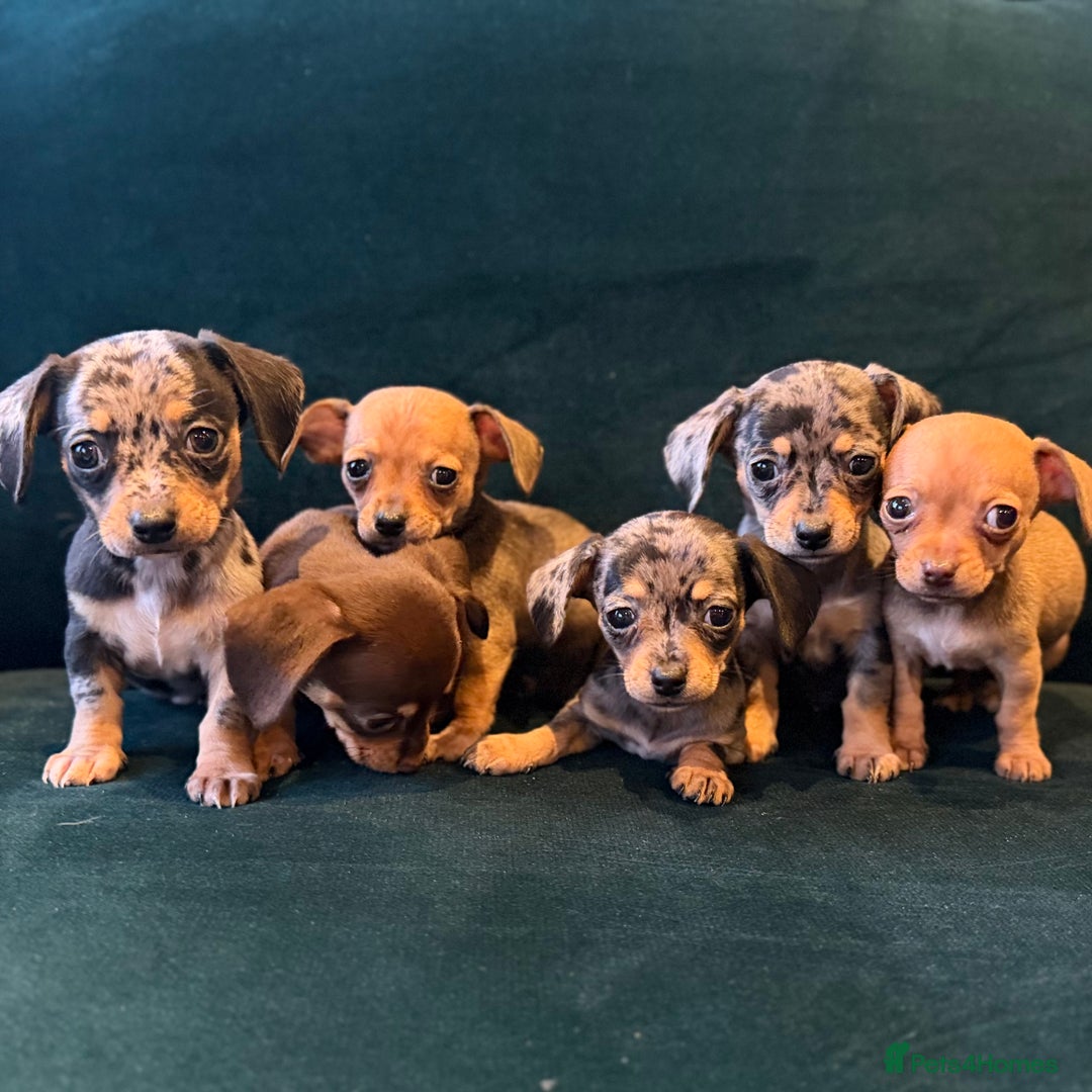 Mixed Breed dogs for sale: Chihuahua cross dachshund puppies  - Advert 3