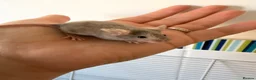 Mouse rodents for sale: Young Mice smooth haired mixed colours fancy mice - Advert 6