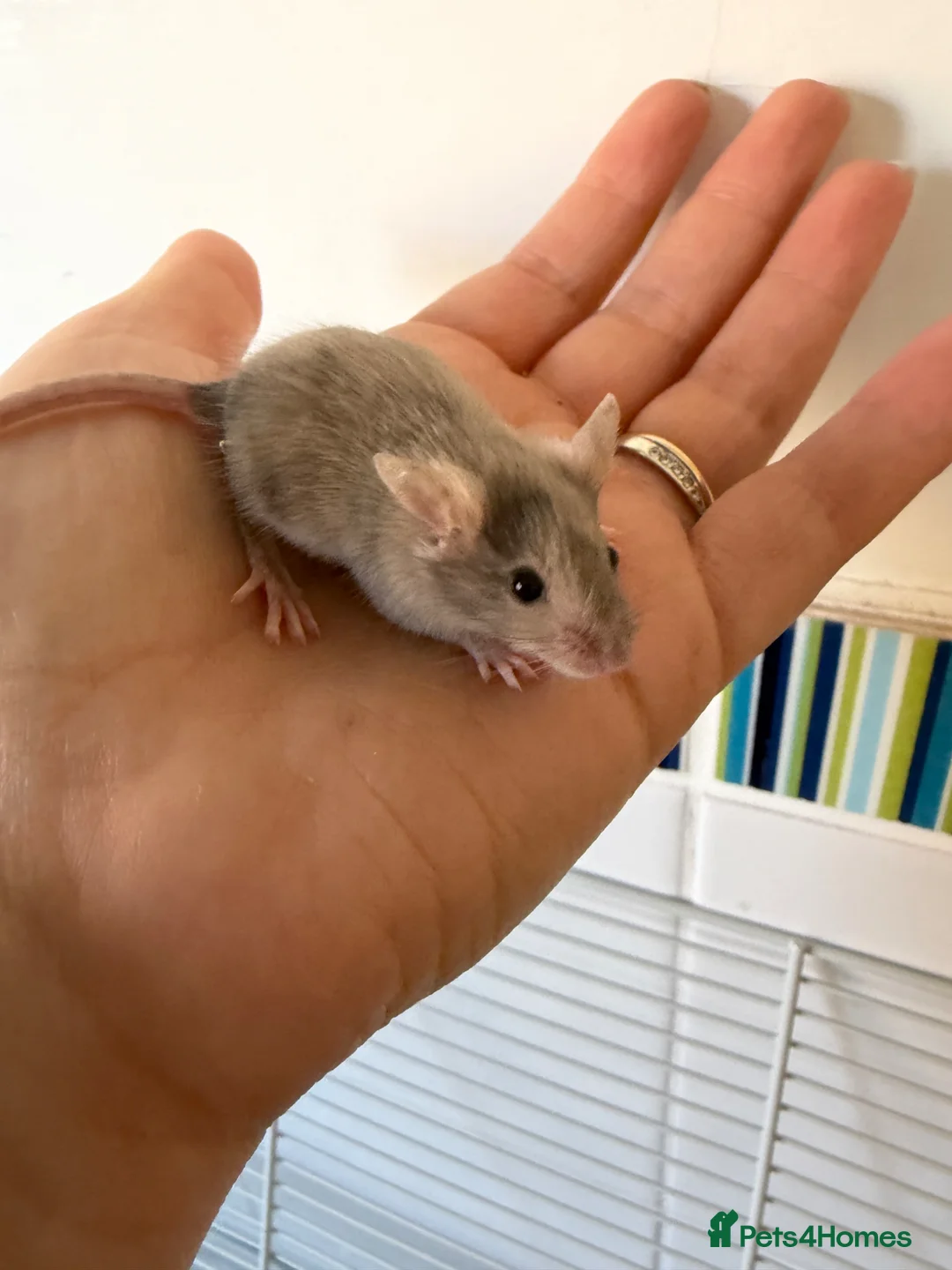 Mouse rodents for sale: Young Mice smooth haired mixed colours fancy mice - Advert 6