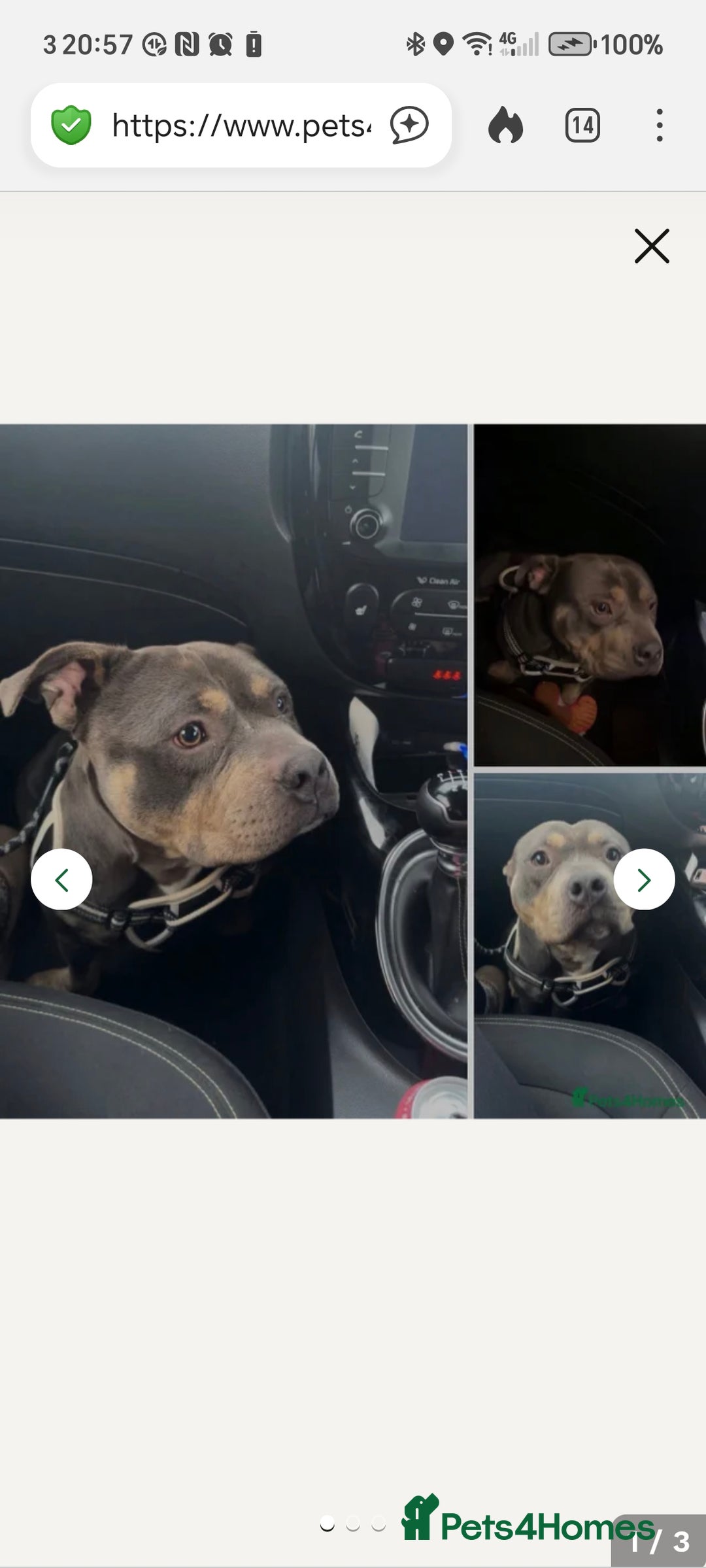 Mixed Breed dogs for sale: Male pocket bully.  - Advert 8