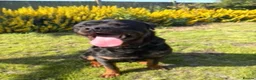 Rottweiler dogs for sale: 🐾 EXCEPTIONAL ROTTWEILER PUPPIES  - Advert 6