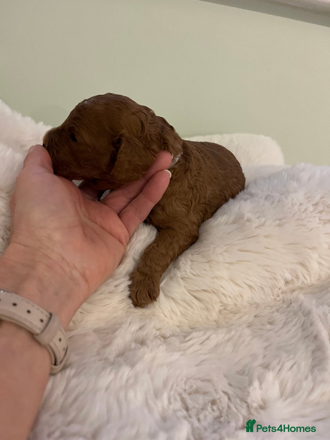 Cavapoo dogs for sale: Stunning chunky cavapoos - Advert 2