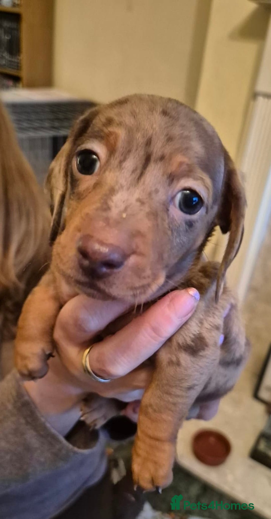 Miniature Dachshund dogs for sale: Isabella Dapple & chocolate & tan-dachshunds,  - Advert 36