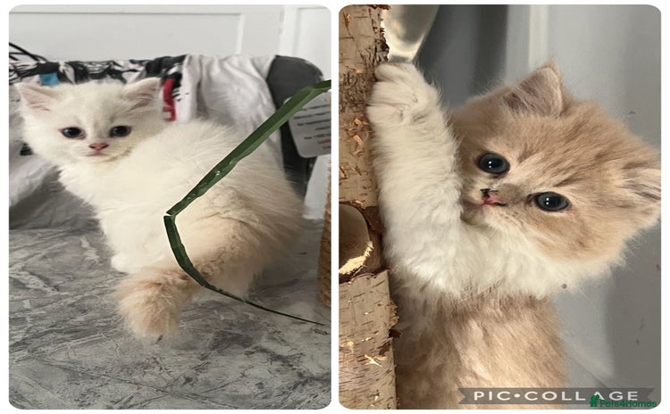 Scottish Fold cats - Advert 5