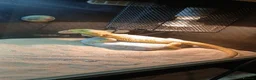 Bearded Dragon reptiles for sale: Citrus bearded dragon  - Advert 3