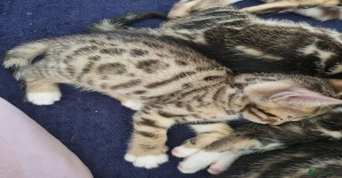 Mixed Breed cats - Advert 14