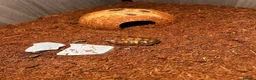 Hermann Tortoise reptiles for sale: Terry  in Southend-on-Sea - Advert 2