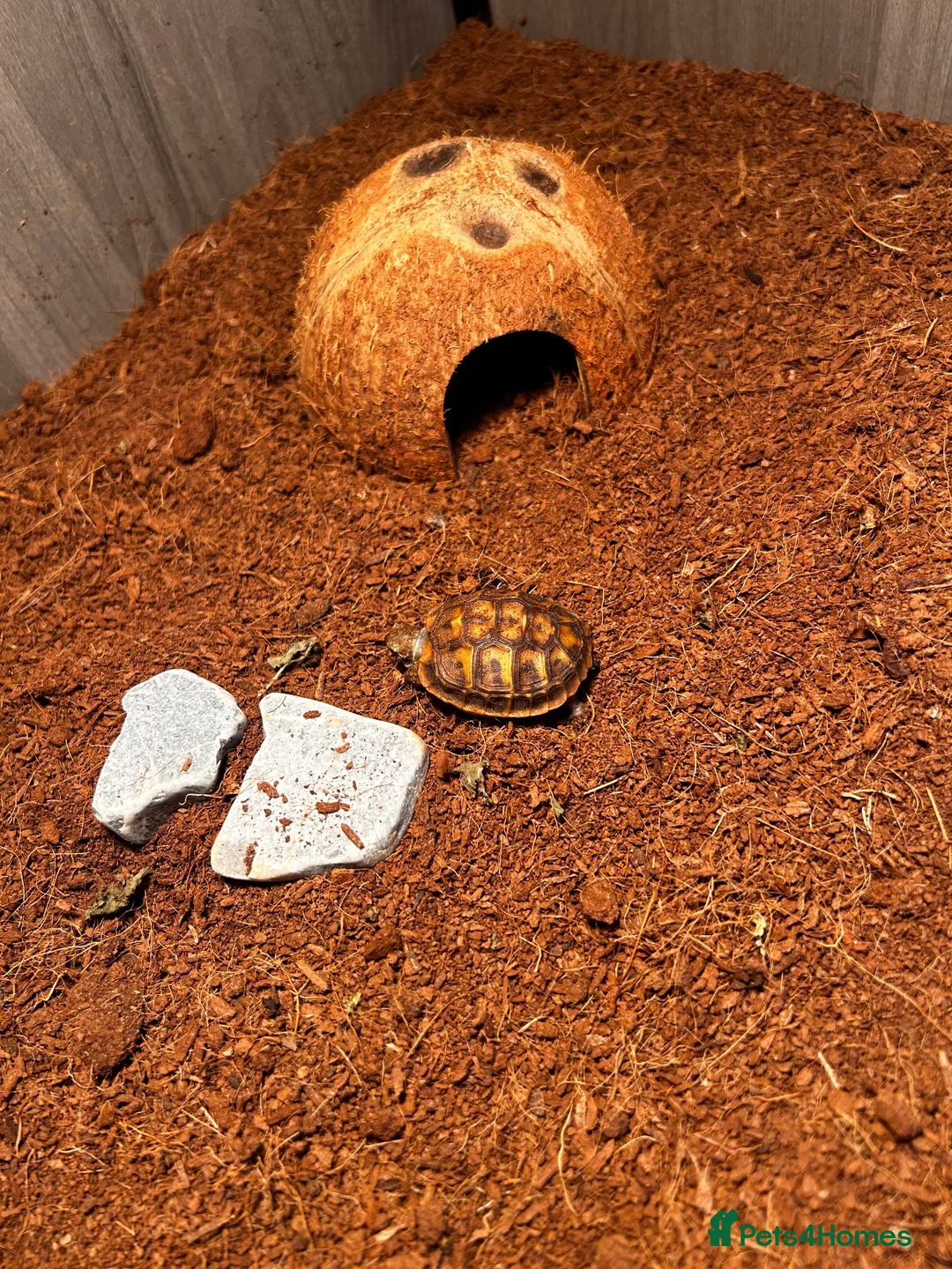 Hermann Tortoise reptiles for sale: Terry  in Southend-on-Sea - Advert 2