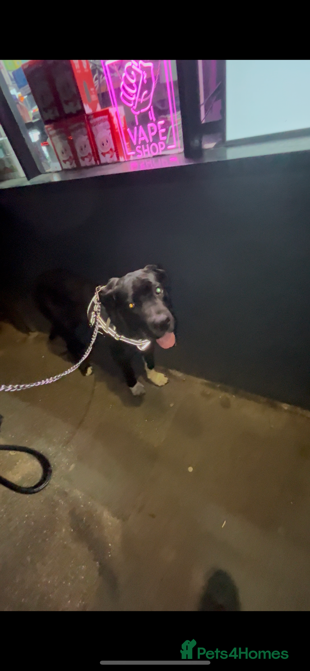 Mixed Breed dogs for sale: Cane corso x Rottweiler  - Image 4