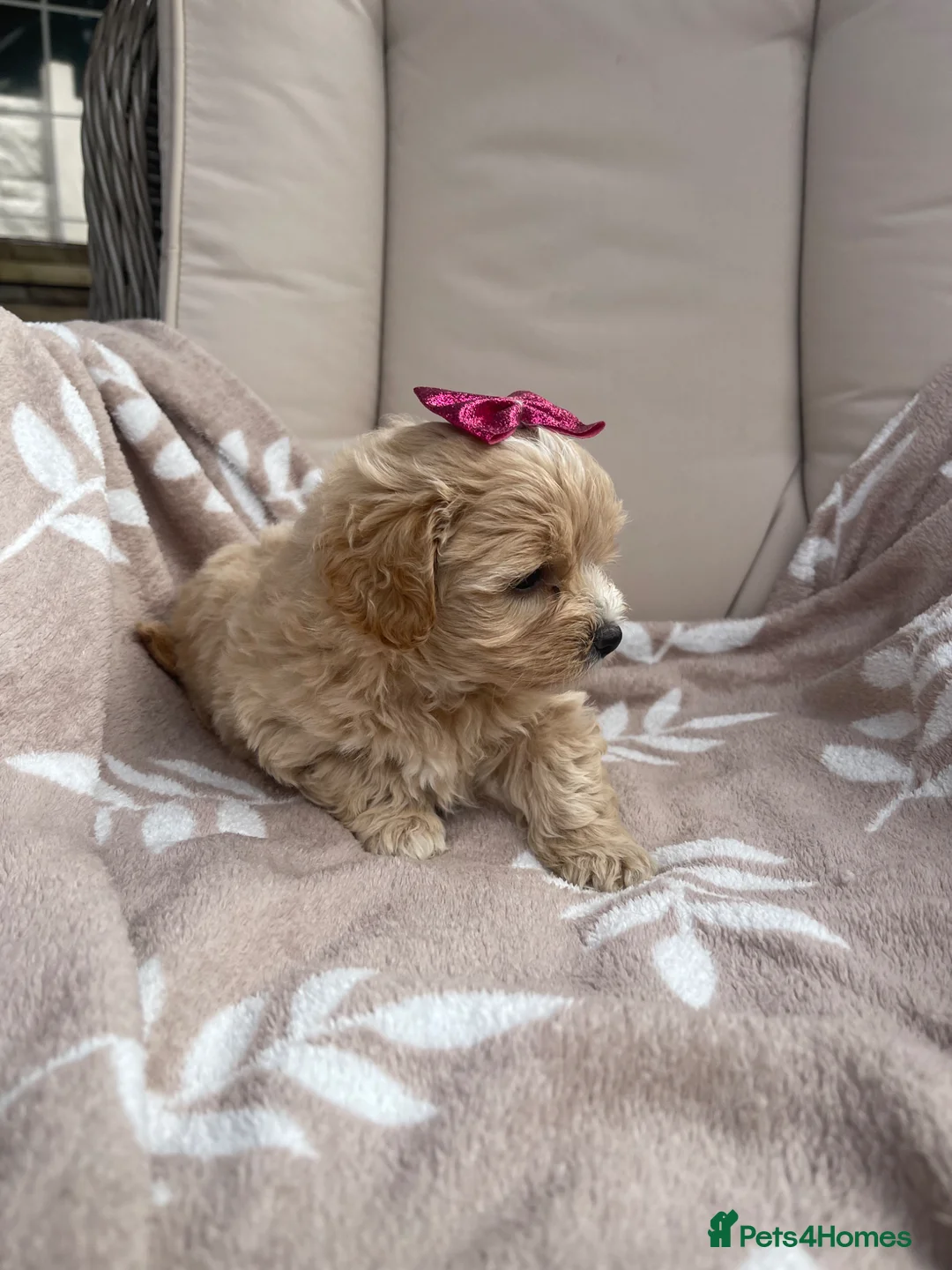 Maltipoo dogs for sale: Maltipoos - Advert 23