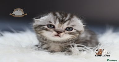 Scottish Fold cats - Advert 5