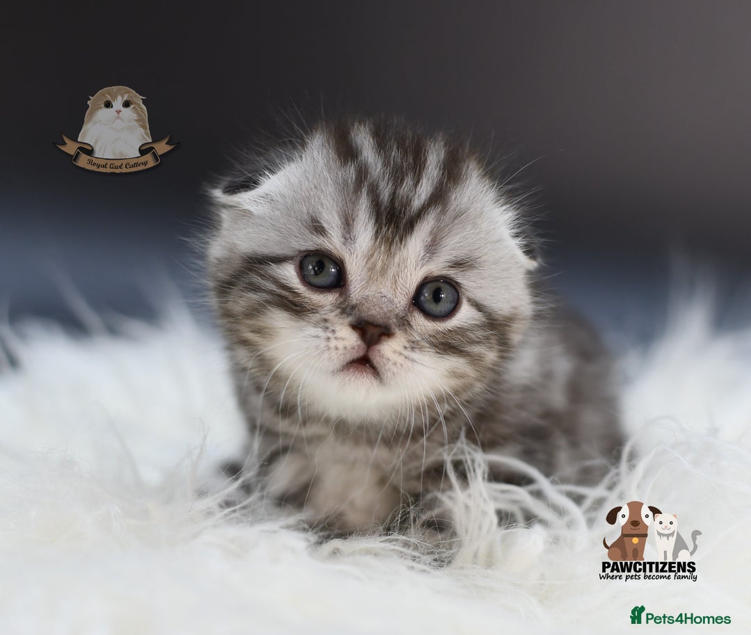 Scottish Fold cats for sale: LICENSED CATTERY, PURE BREED TOP QUALITY KITTENS - Image 5