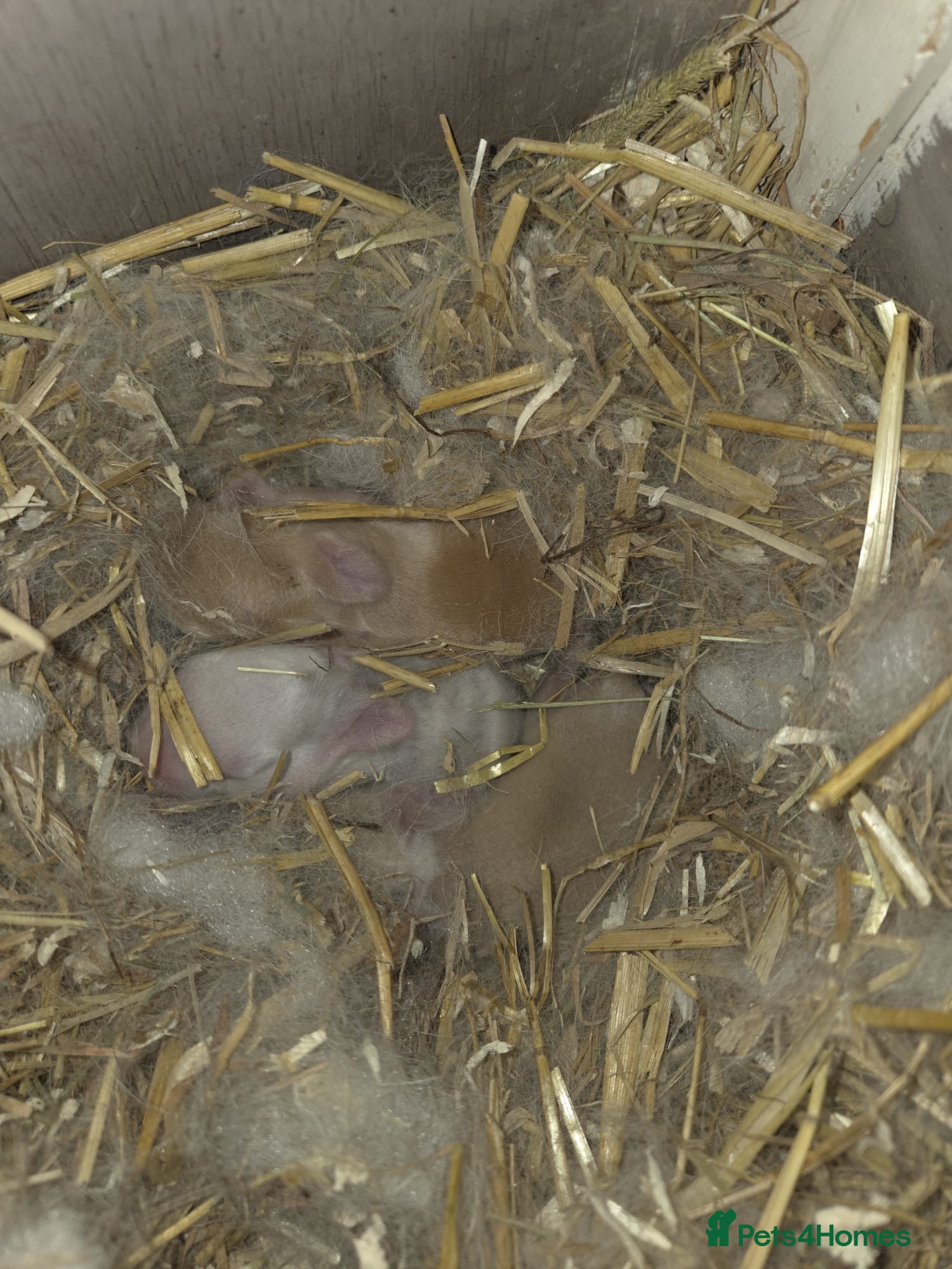 Mixed Breed rabbits Mini lop x Netherlands dwarf bunnies  in Hull - Advert 1