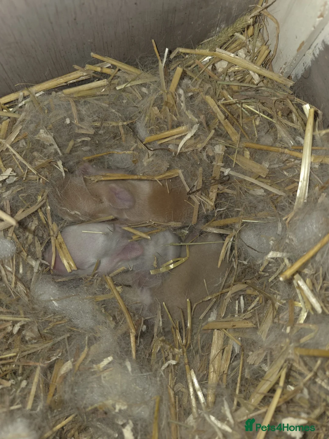 Mixed Breed rabbits for sale: Mini lop x Netherlands dwarf bunnies  in Hull - Advert 1