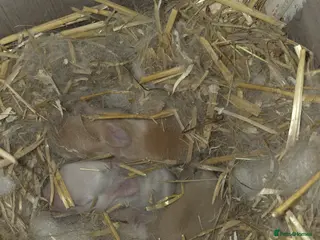 Mixed Breed rabbits Mini lop x Netherlands dwarf bunnies in Hull - Advert 1