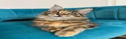 Maine Coon cats for sale: TICA Pedigree Registered Maine Coon Kittens - Advert 15