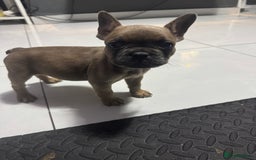 French Bulldog dogs for sale: French bulldogs 3 male ready now  - Image 12