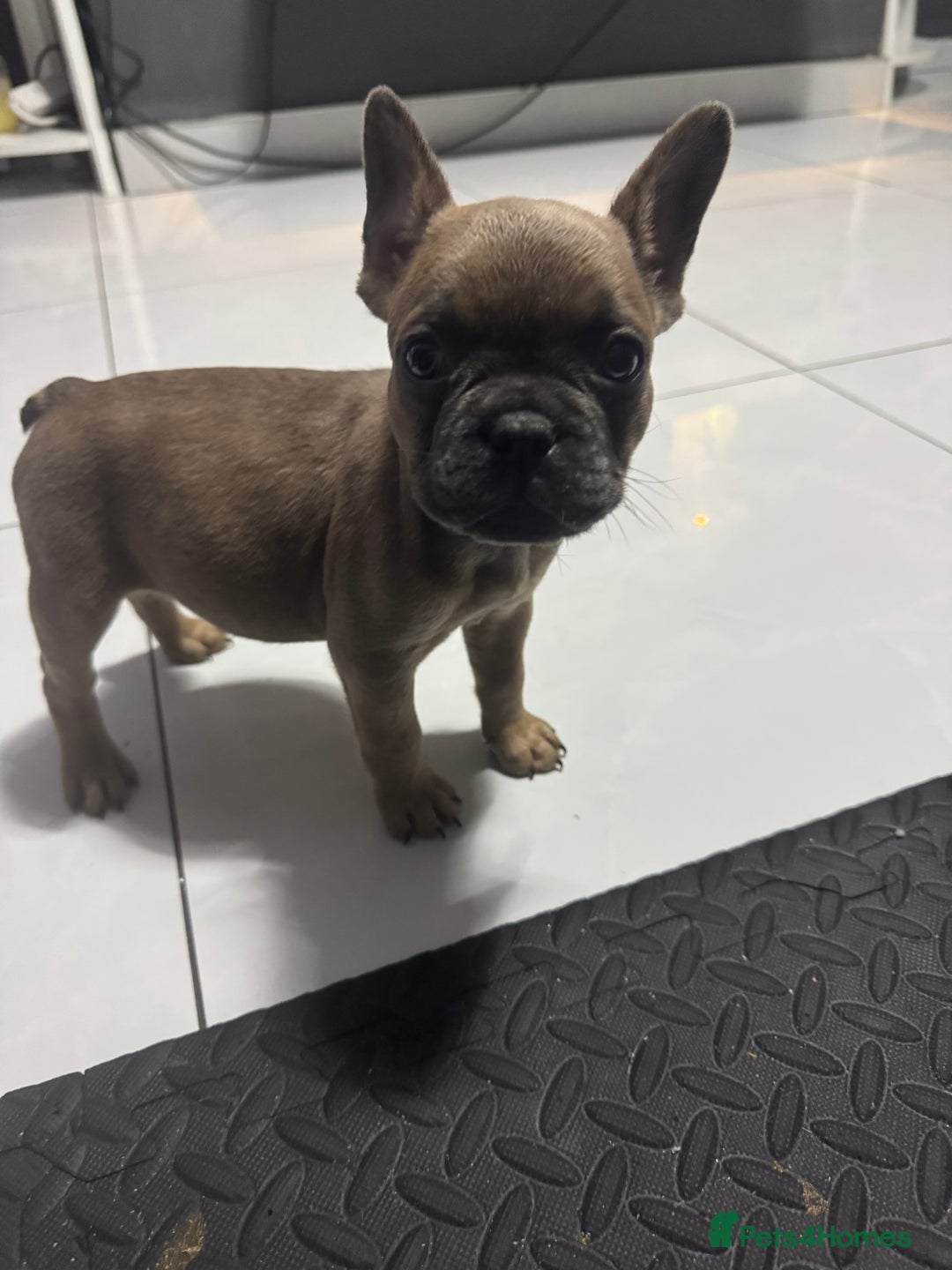 French Bulldog dogs for sale: French bulldogs 3 male ready now  - Image 12